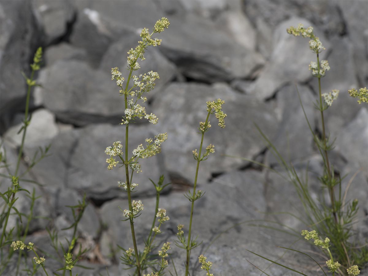 Galium lucidum
